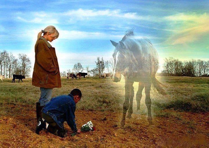 communication avec les animaux
