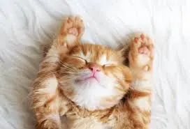 parler avec son chat